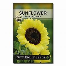 Confectionery Sunflower Seeds